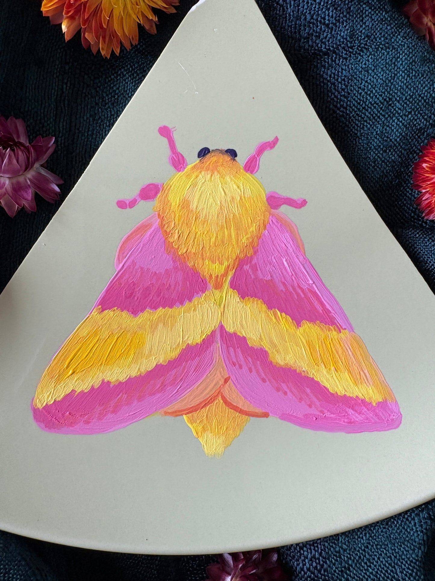 Rosy maple moth