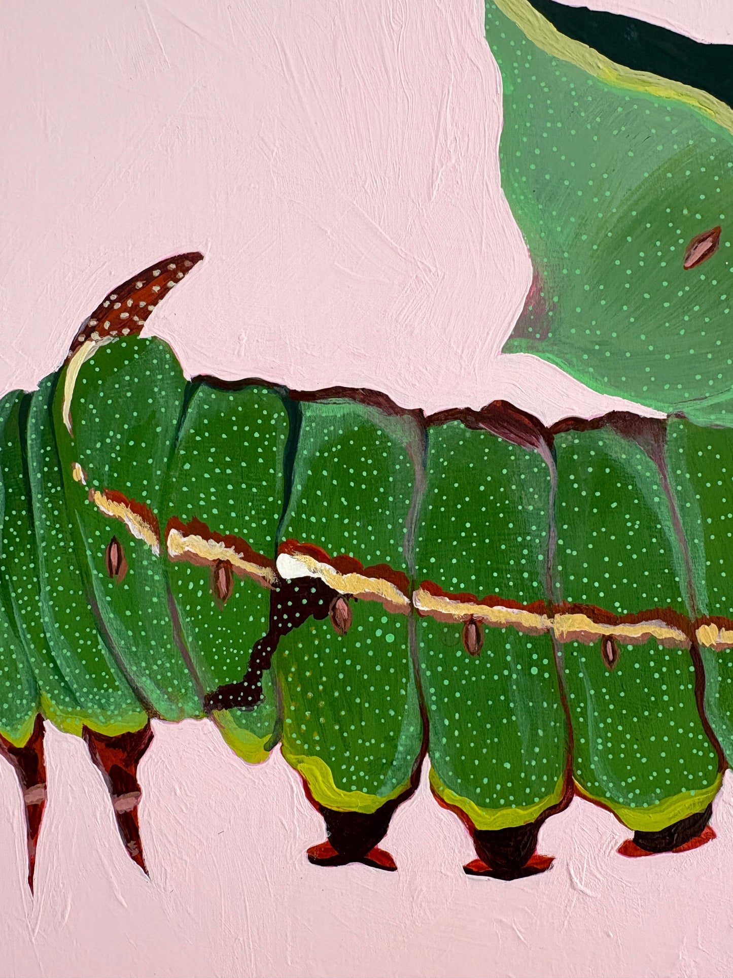 Notodontinae
