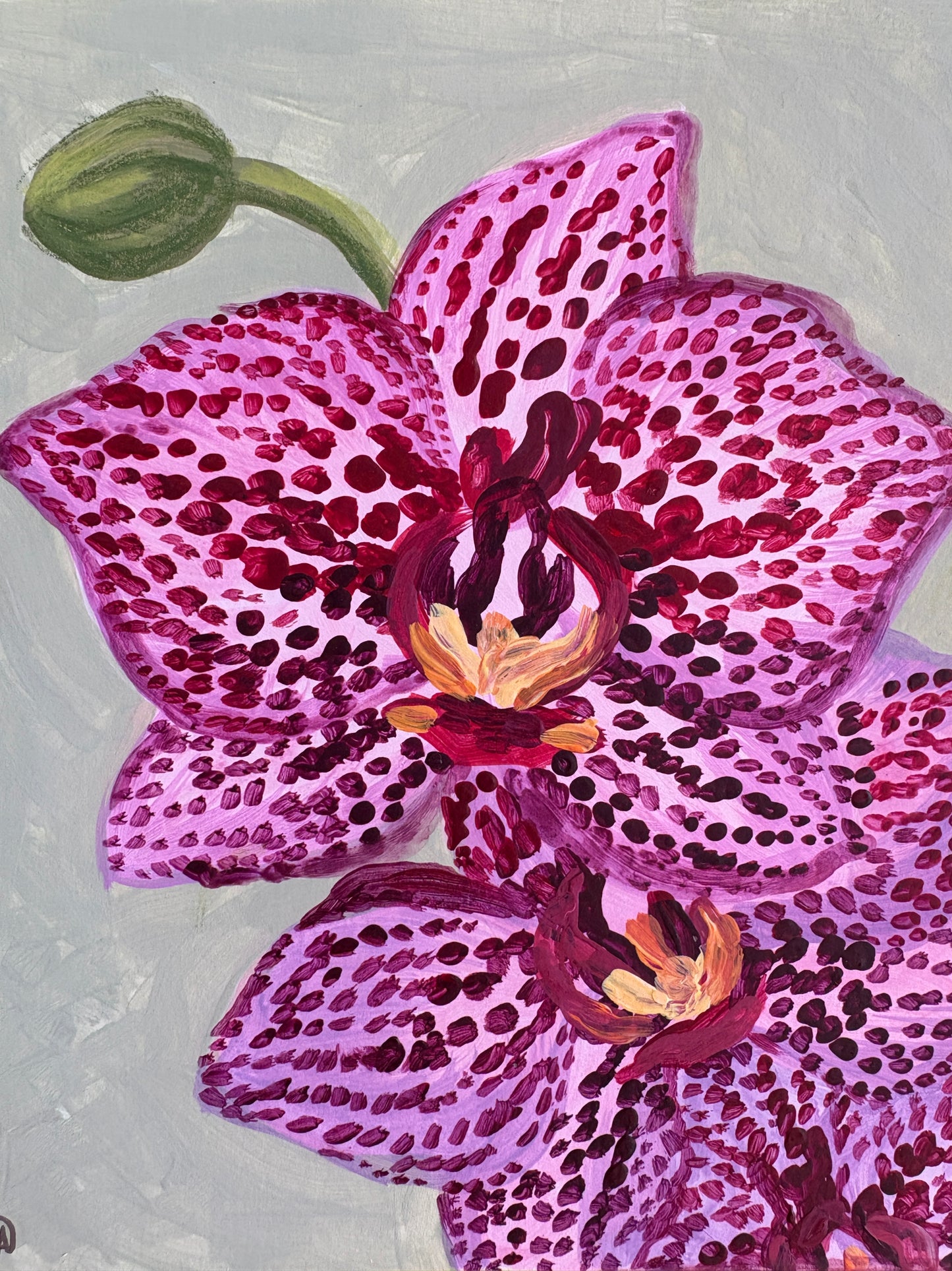 Orchids